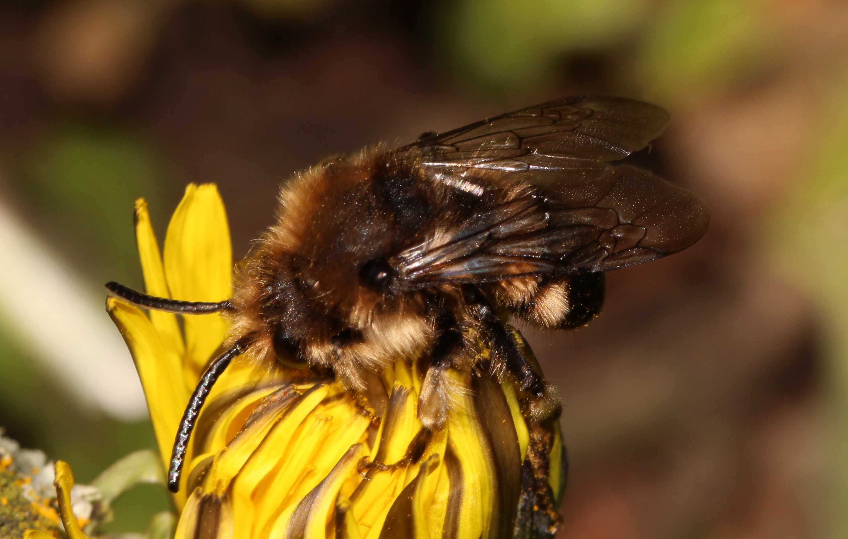 Melecta albifrons